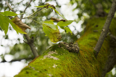 Close-up of lizard on branch