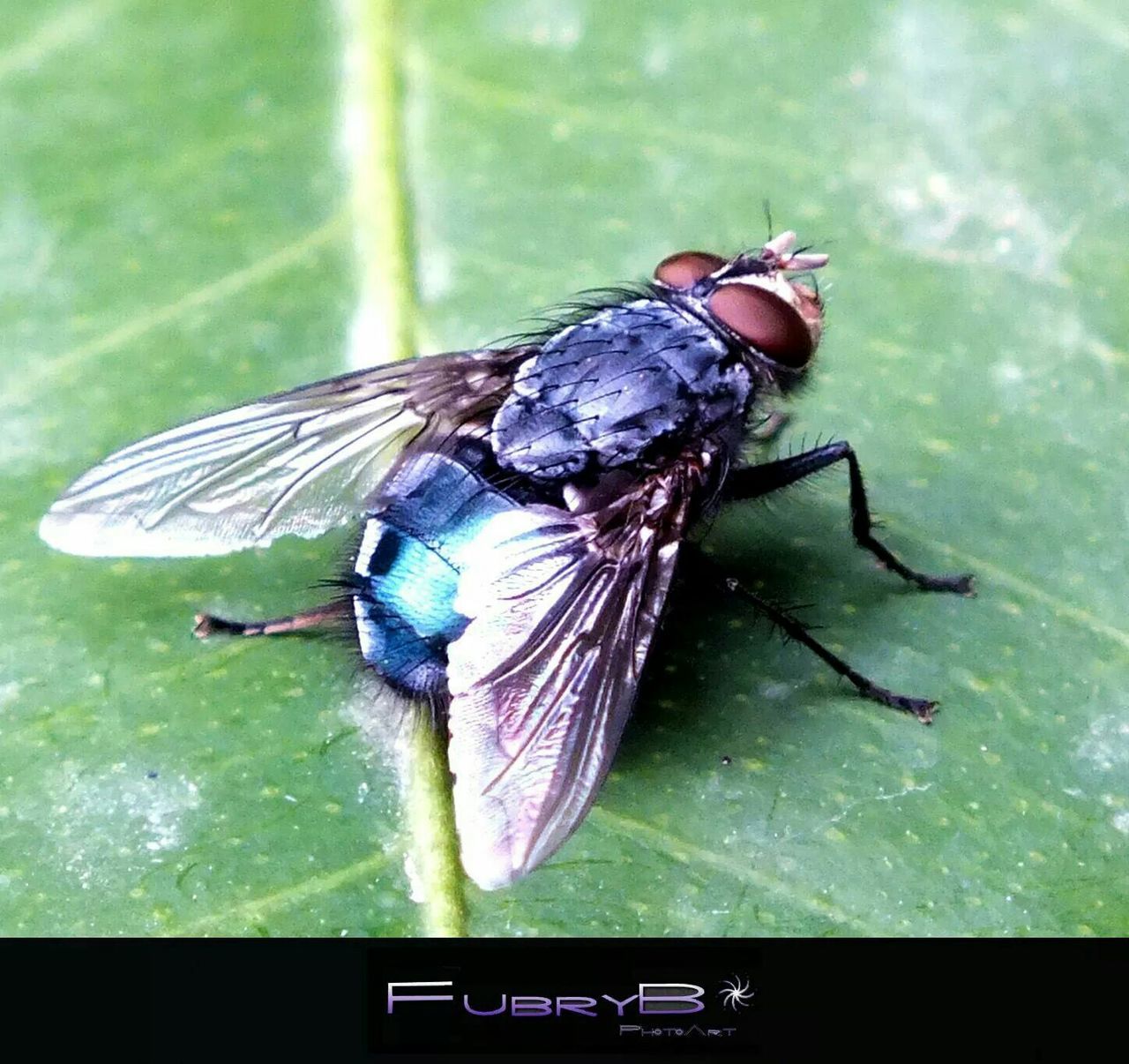 animal themes, one animal, animals in the wild, insect, wildlife, close-up, animal wing, focus on foreground, animal antenna, leaf, full length, nature, butterfly - insect, perching, zoology, day, butterfly, no people, outdoors, high angle view