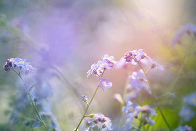 Close-up of purple flowering plant