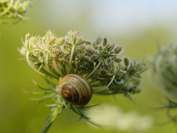 Close-up of snail on plant