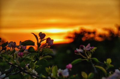 Close-up of orange flowering plants against sky during sunset
