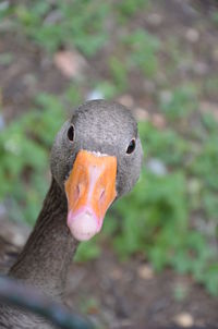 Close-up of bird