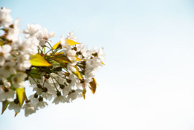 Close-up of white cherry blossom against sky