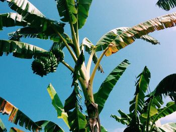 Low angle view of palm trees