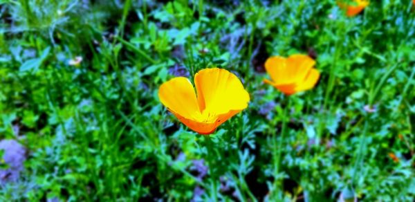 Close-up of yellow flowering plant in field