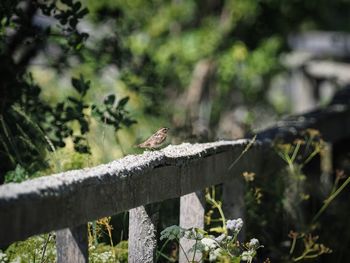 Bird perching on branch