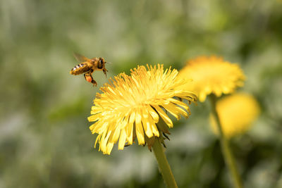 A bee collects honey from dandelions against a background of blurry flowers
