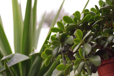 Close-up of potted plant