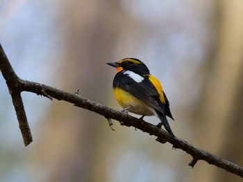 Bird perching on a branch