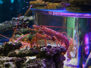 Fish swimming in aquarium