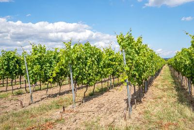 Vineyard against sky