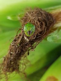 Close-up of caterpillar in nest