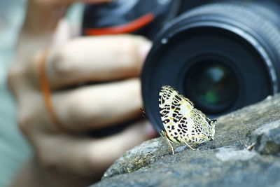 Close-up of butterfly on rock