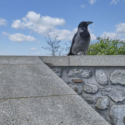Bird perching on retaining wall against sky