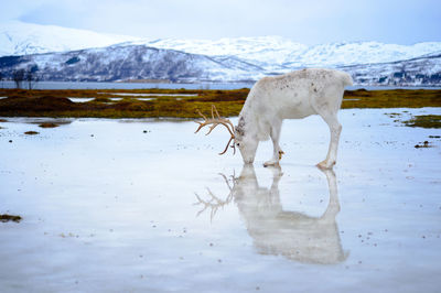 Reflection of white reindeer in the sub arctic region of norway