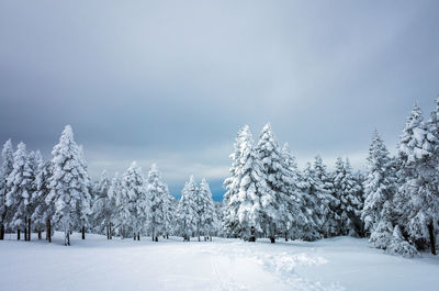 Trees on snow covered landscape