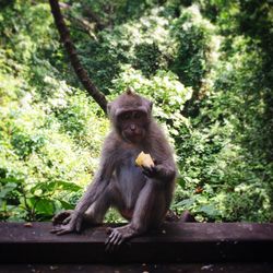 Portrait of monkey sitting on tree