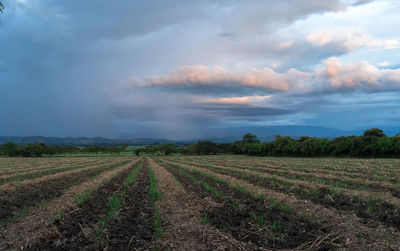 Scenic view of agricultural field against sky