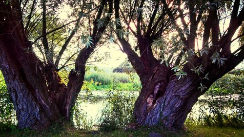 Bare trees on landscape