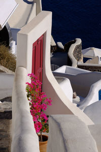 White flowering plants by sea against building