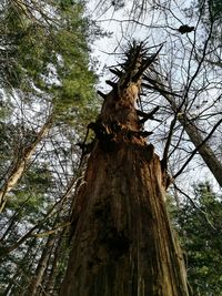 Low angle view of bird on tree against sky