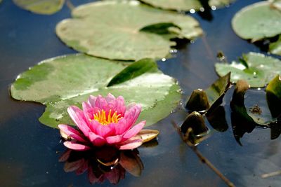 Close-up of lotus water lily in pond