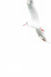 Low angle view of seagull flying