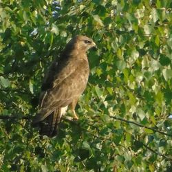 Close-up of bird perching on plant