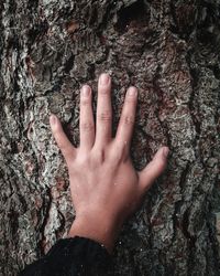 Close-up of hand on tree trunk