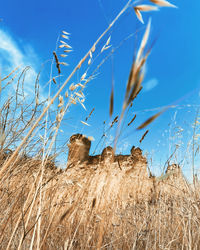 Low angle view of animal on field against sky