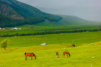 Horses grazing on field against mountain