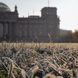 Grass growing on field