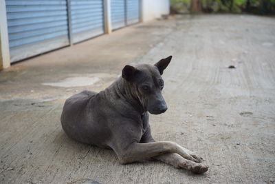 Portrait of black dog sitting on floor