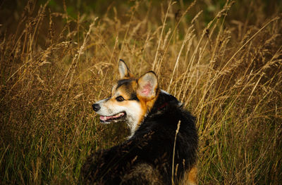 High angel view of pembroke welsh corgi at grassy field