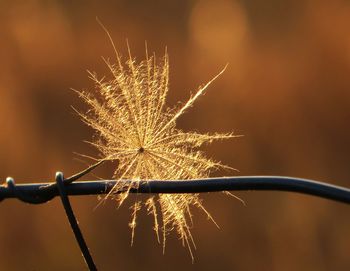 Close-up of flower on barbed wire