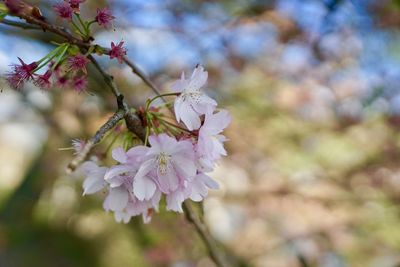 Close-up of pink cherry blossoms in spring