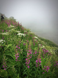 Purple flowering plants on land against sky