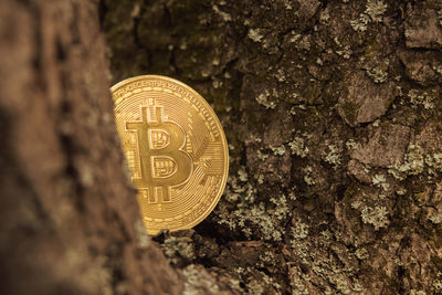 Close-up of coin on tree trunk