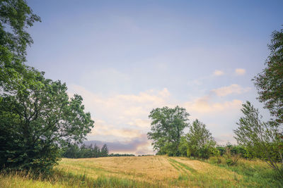 Trees on field against sky