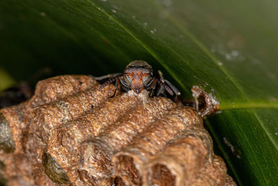 Close-up of insect on leaf