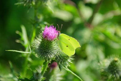 Close-up of purple thistle flower