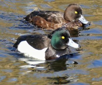 Duck swimming in lake