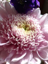 Close-up of purple flower