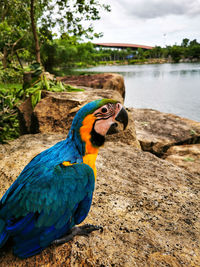 Close-up of blue and gold macaw at lake