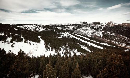 Pine trees on snowcapped mountains against sky