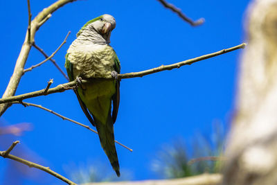 Low angle view of bird perching on branch against blue sky