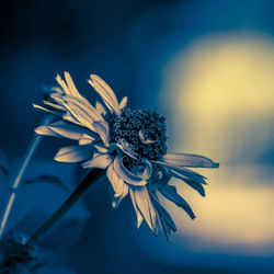 Close-up of wilted flower against blue sky