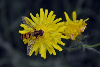 Close-up of bee pollinating yellow flower