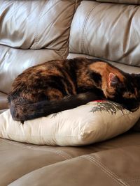 Cat sleeping on sofa