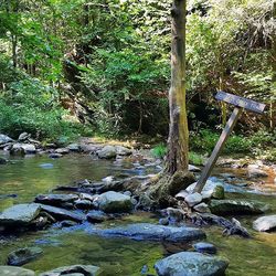 Stream flowing through forest